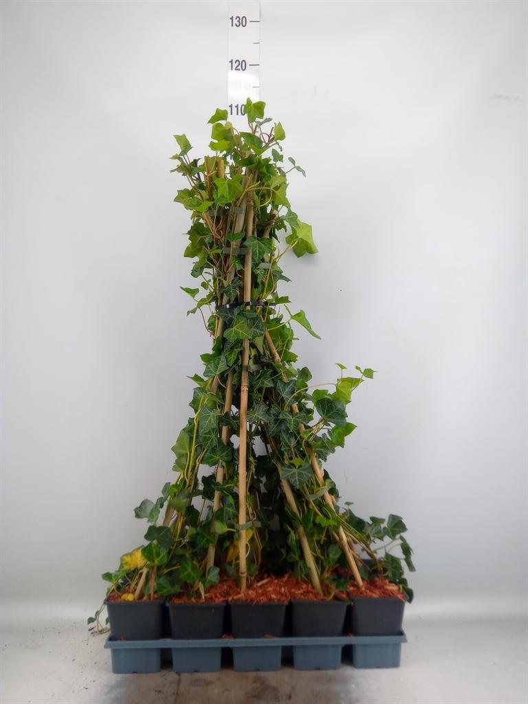 Горшечные цветы и растения оптом Hedera Hibernica от 10шт из Голландии с доставкой по России