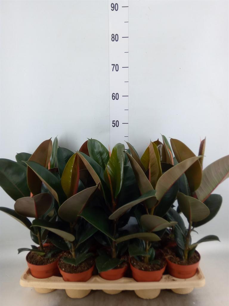 Горшечные цветы и растения оптом Ficus El Robusta от 10шт из Голландии с доставкой по России