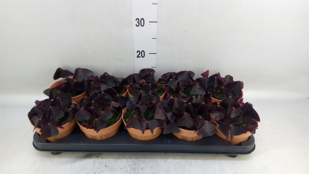 Горшечные цветы и растения оптом Oxalis Trian. от 10шт из Голландии с доставкой по России