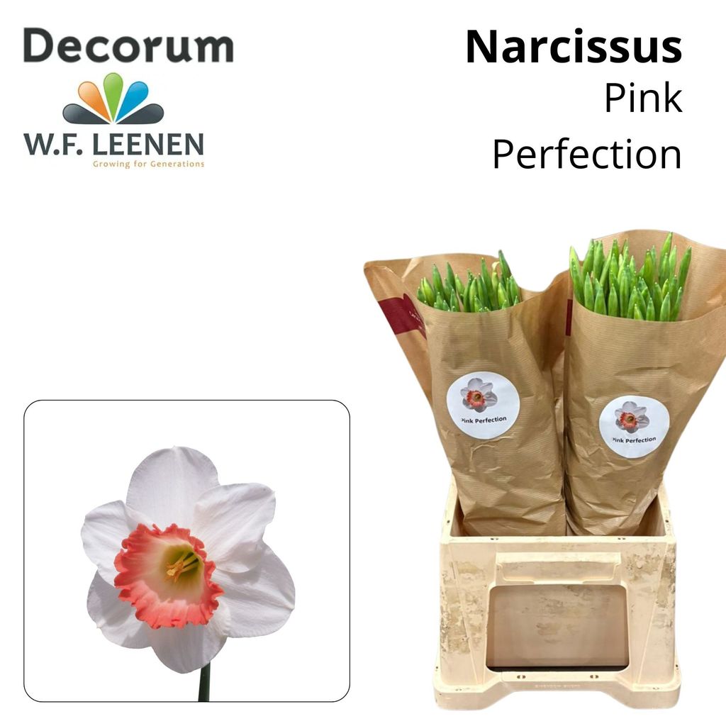 Срезанные цветы оптом Narcissus si pink perfection от 100шт из Голландии с доставкой по России Срезанные цветы оптом Narcissus si pink perfection от 100шт из Голландии с доставкой по России