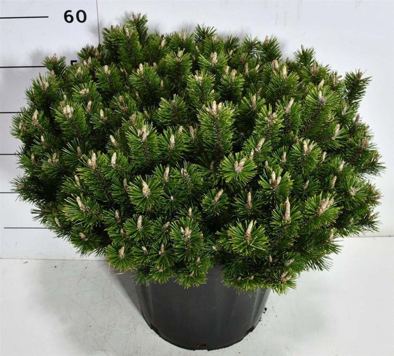 Горшечные цветы и растения оптом Pinus Mugo Pumuckel от 1шт из Голландии с доставкой по России