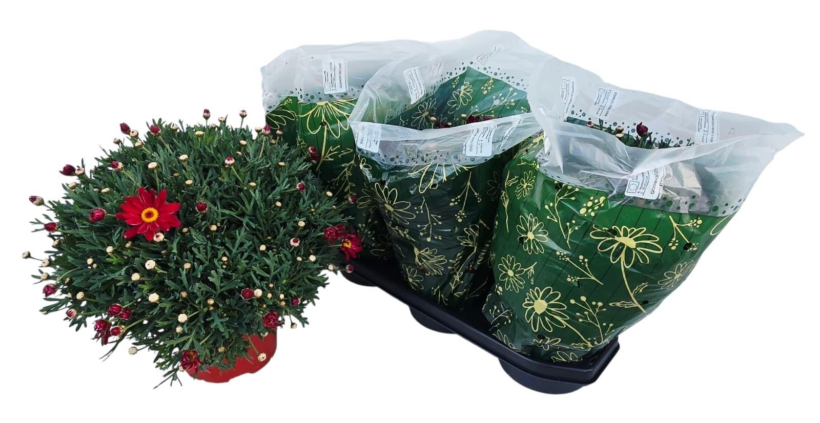 Горшечные цветы и растения оптом Arg Giuditta от 3шт из Голландии с доставкой по России