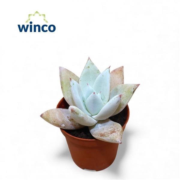 Горшечные цветы и растения оптом Echeveria Colorata Ice от 20шт (для телеги) из Голландии с доставкой по России