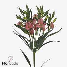 Срезанные цветы оптом Alstroemeria charmelia apricot от 50шт из Голландии с доставкой по России