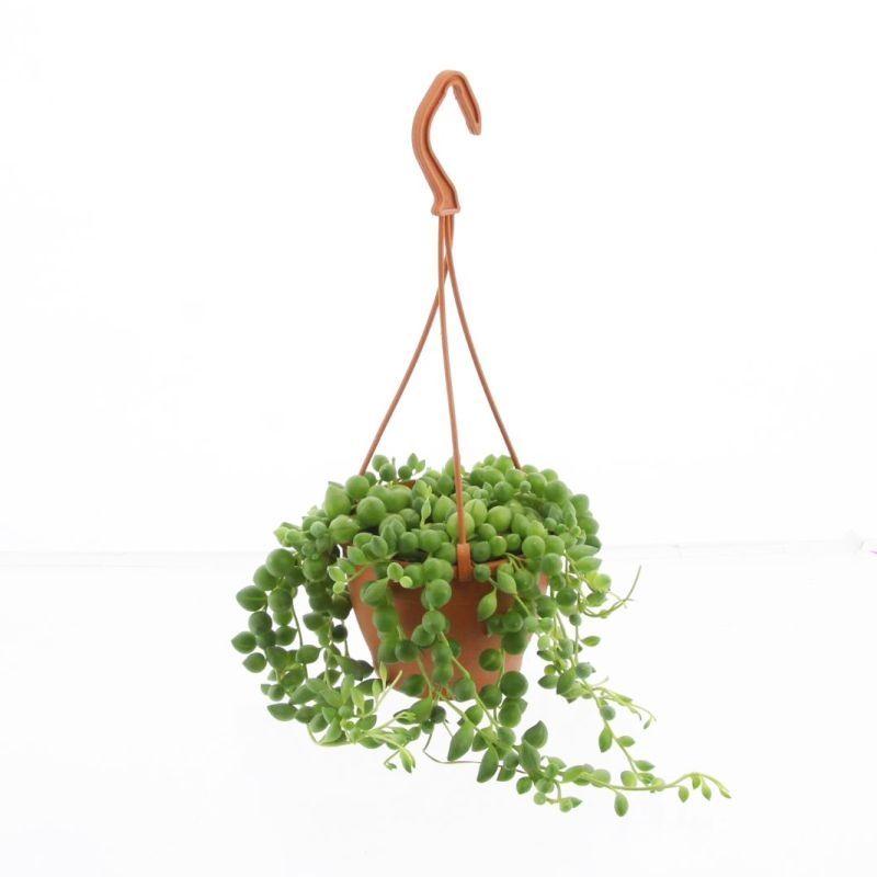 Горшечные цветы и растения оптом Senec Rowleyanus от 6шт из Голландии с доставкой по России