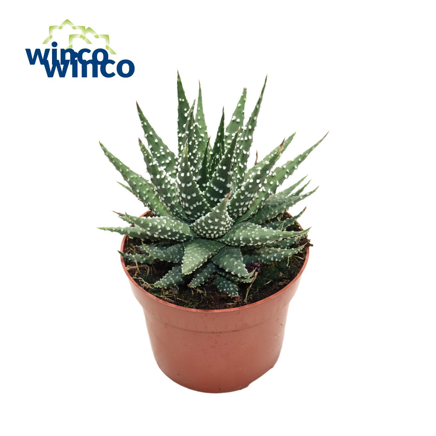 Горшечные цветы и растения оптом Haworthia Margaritifera от 6шт из Голландии с доставкой по России