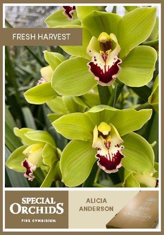 Срезанные цветы оптом Cymbidium green alicia anderson от 8шт из Голландии с доставкой по России
