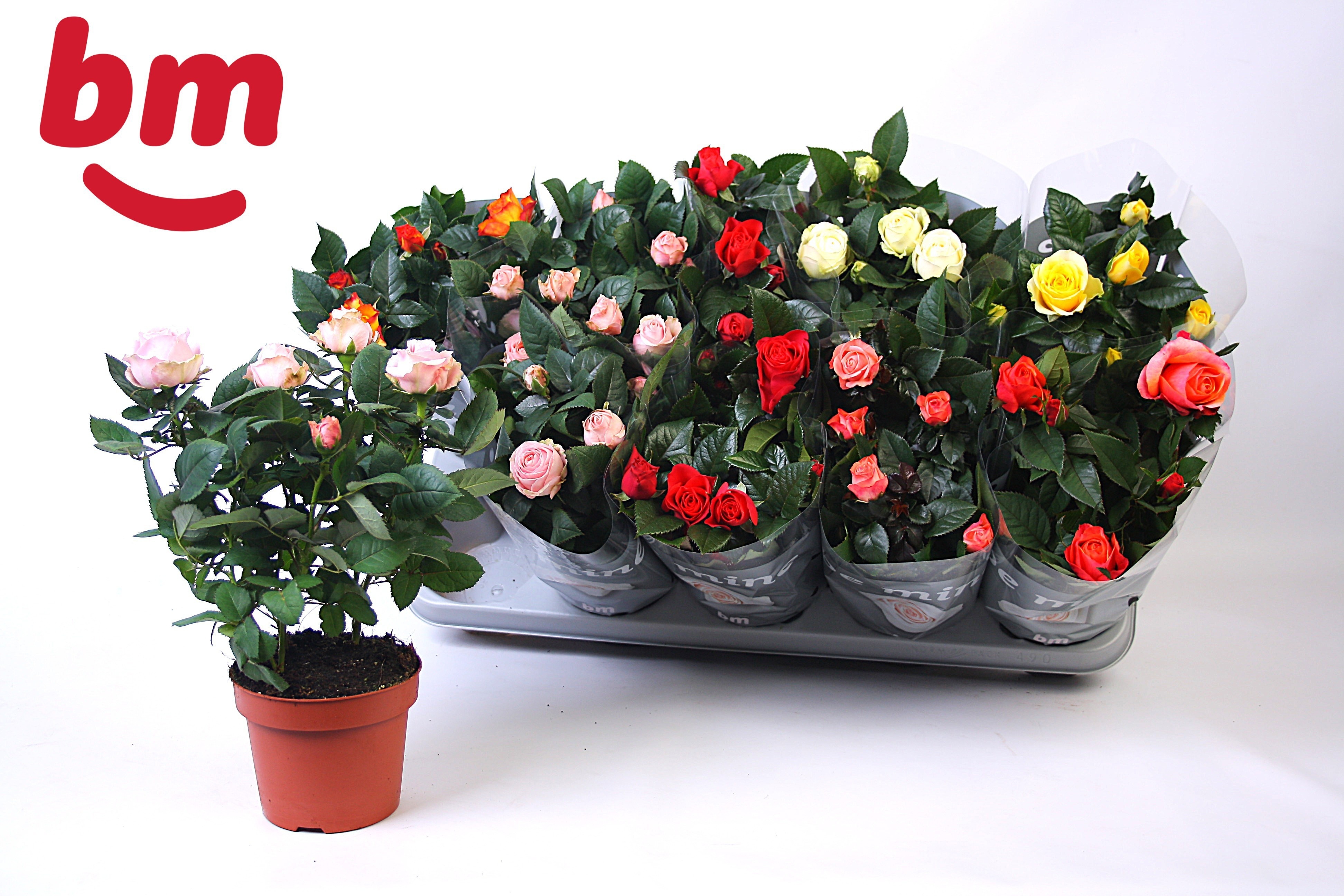 Горшечные цветы и растения оптом Ro B Monde Gem от 10шт из Голландии с доставкой по России