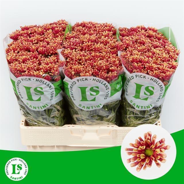 Срезанные цветы оптом Chrys sa miri yellow от 75шт из Голландии с доставкой по России