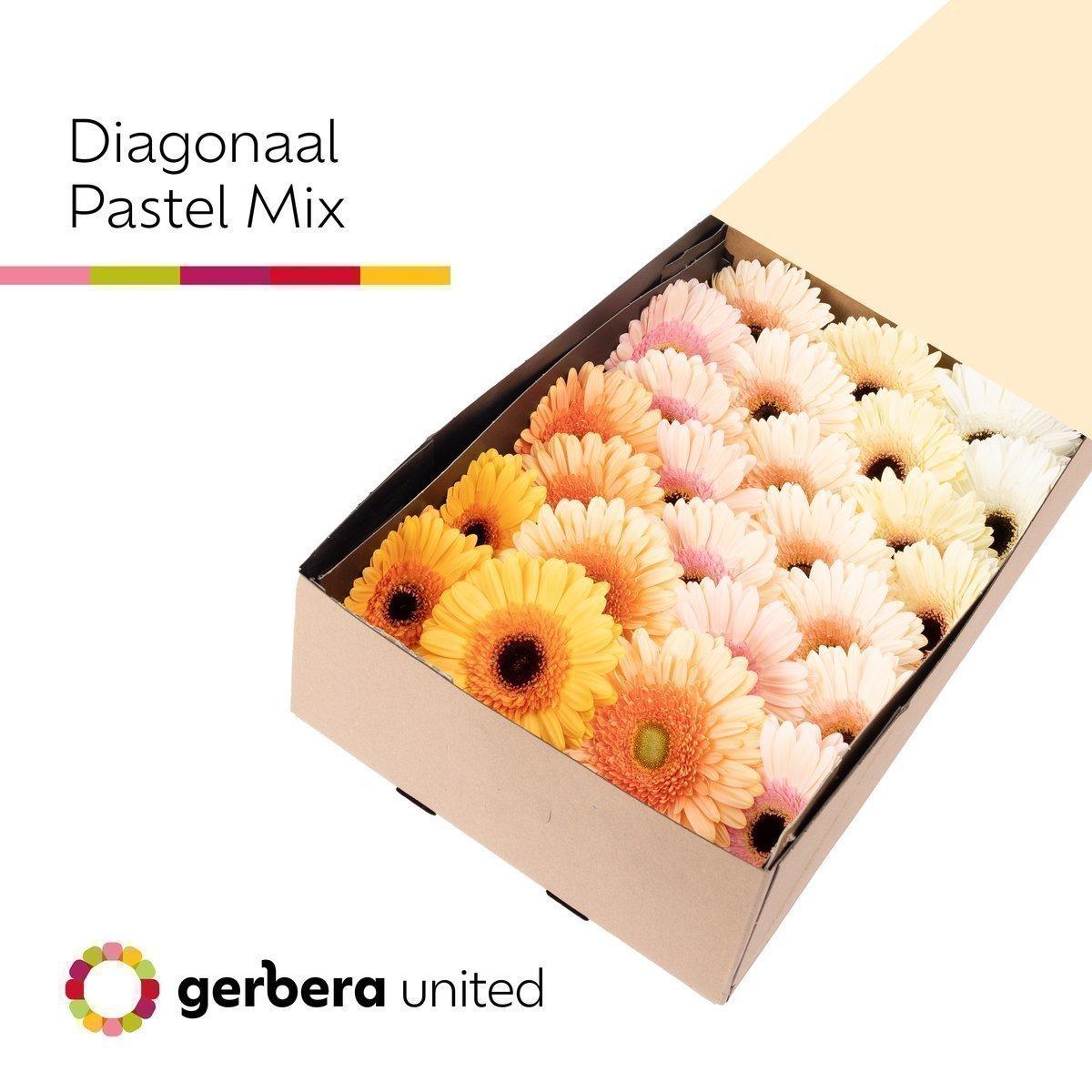 Срезанные цветы оптом Gerbera mix pastel от 25шт из Голландии с доставкой по России
