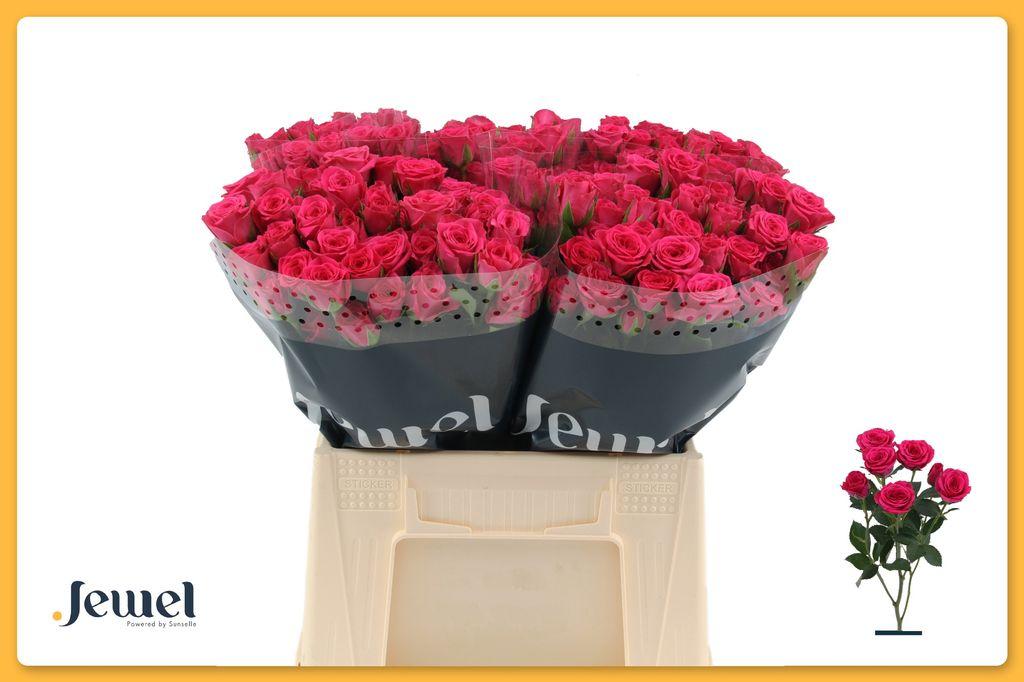 Срезанные цветы оптом Rosa spray pink yo-yo от 40шт из Голландии с доставкой по России