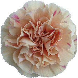 Срезанные цветы оптом Dianthus st apple tea от 80шт из Голландии с доставкой по России