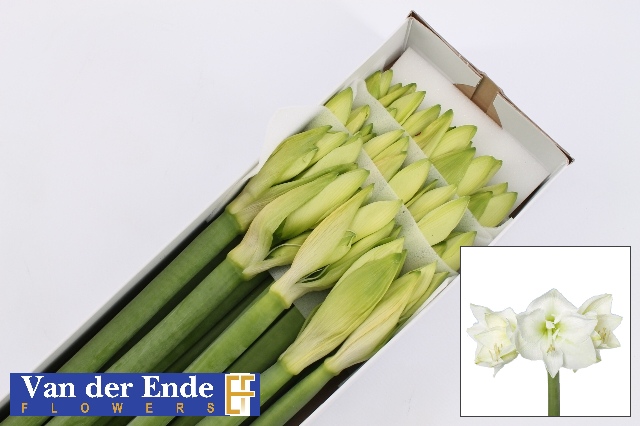 Срезанные цветы оптом Hippeastrum mont blanc от 15шт из Голландии с доставкой по России