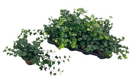 Горшечные цветы и растения оптом Hedera Wonder от 8шт из Голландии с доставкой по России