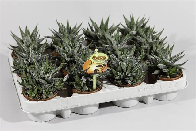 Горшечные цветы и растения оптом Haworthia Concolor от 12шт из Голландии с доставкой по России