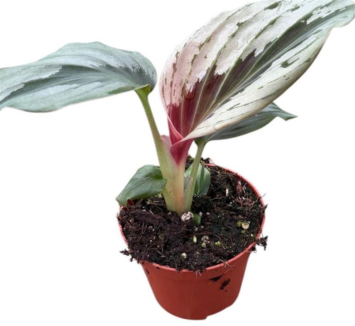 Горшечные цветы и растения оптом Kaempferia Aurantiflora Jungle Silver от 1шт (для телеги) из Голландии с доставкой по России