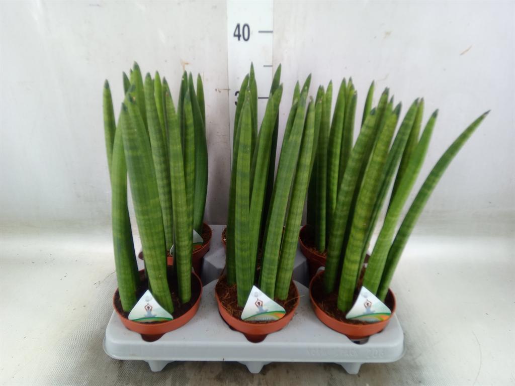 Горшечные цветы и растения оптом Sansevieria Cyl.  ... от 6шт' из Голландии с доставкой по России