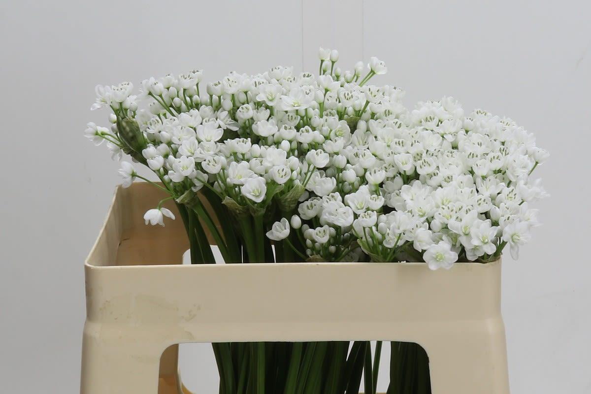 Срезанные цветы оптом Allium flocon от 120шт. из Голландии с доставкой по России