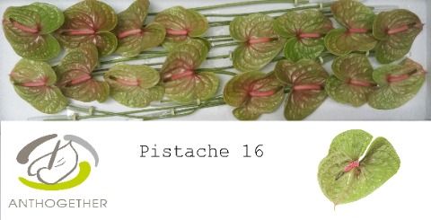 Срезанные цветы оптом Anthurium pistache от 16шт из Голландии с доставкой по России