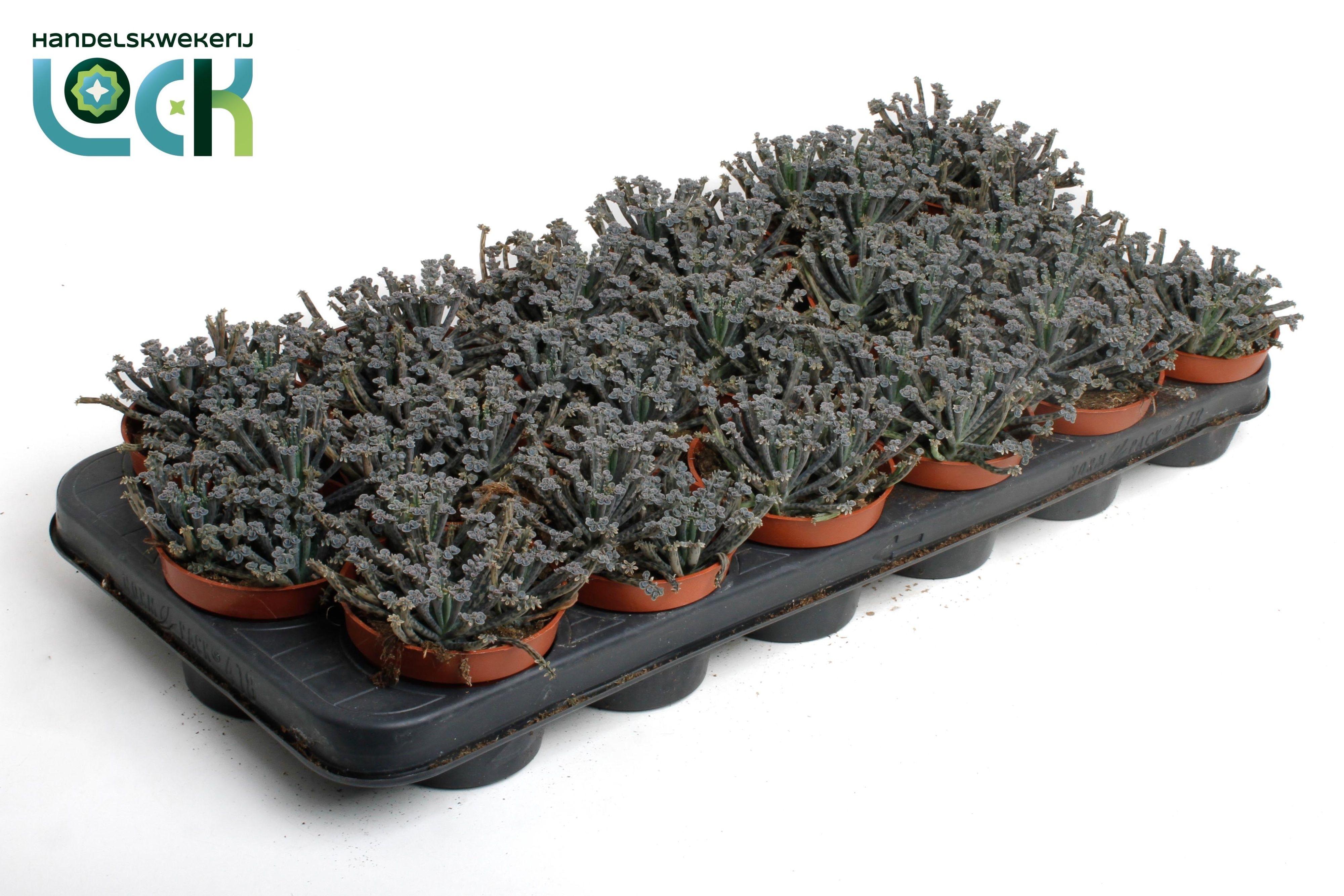 Горшечные цветы и растения оптом Kalanchoe Tubiflora от 12шт (для телеги) из Голландии с доставкой по России