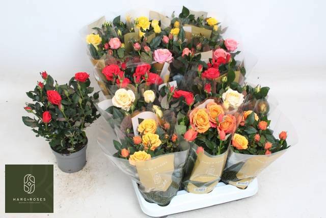 Горшечные цветы и растения оптом Ro Kordan Grande Gem от 15шт из Голландии с доставкой по России