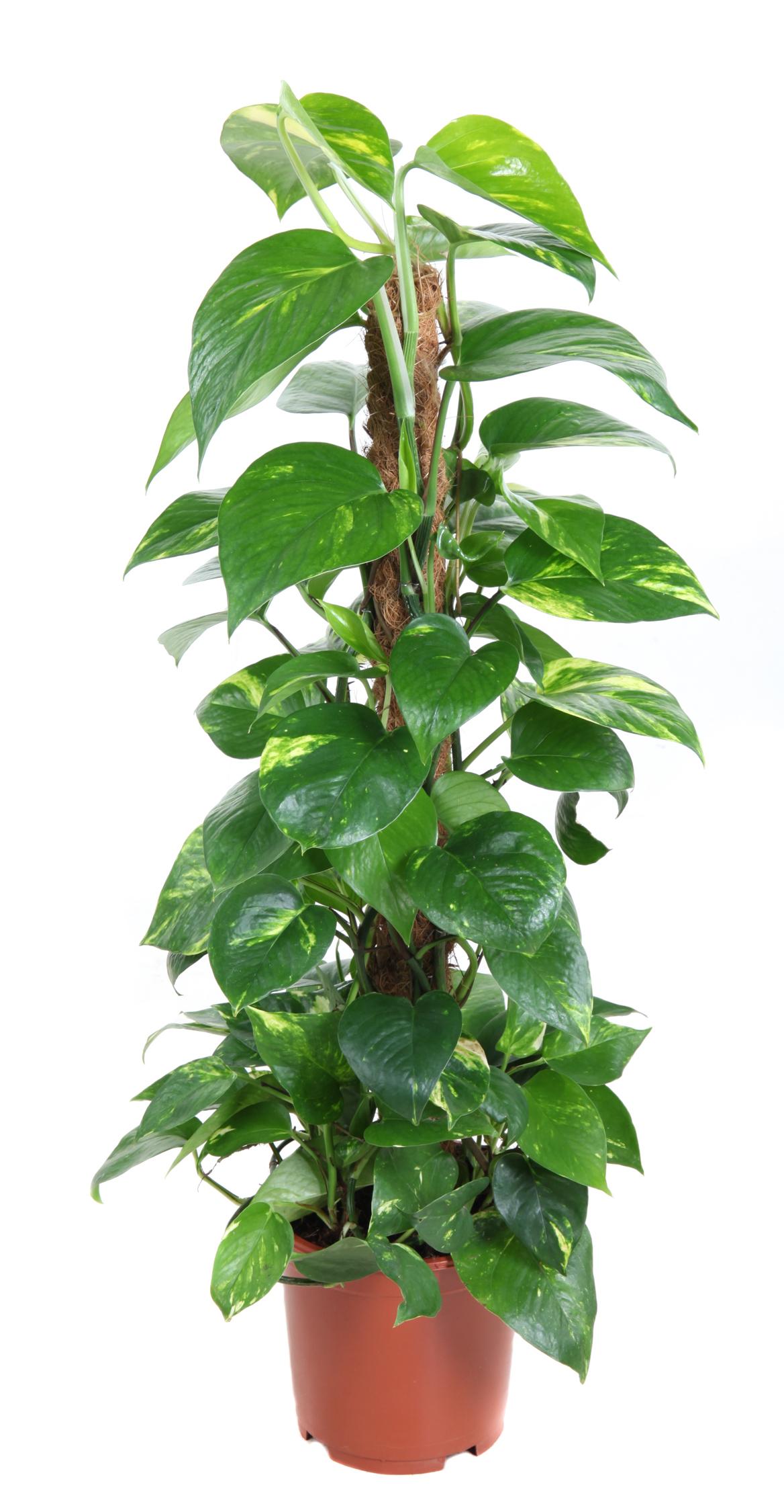 Горшечные цветы и растения оптом Epipremnum Pinnatum Mosspole от 1шт из Голландии с доставкой по России