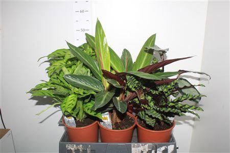 Горшечные цветы и растения оптом Calat Gem от 6шт из Голландии с доставкой по России