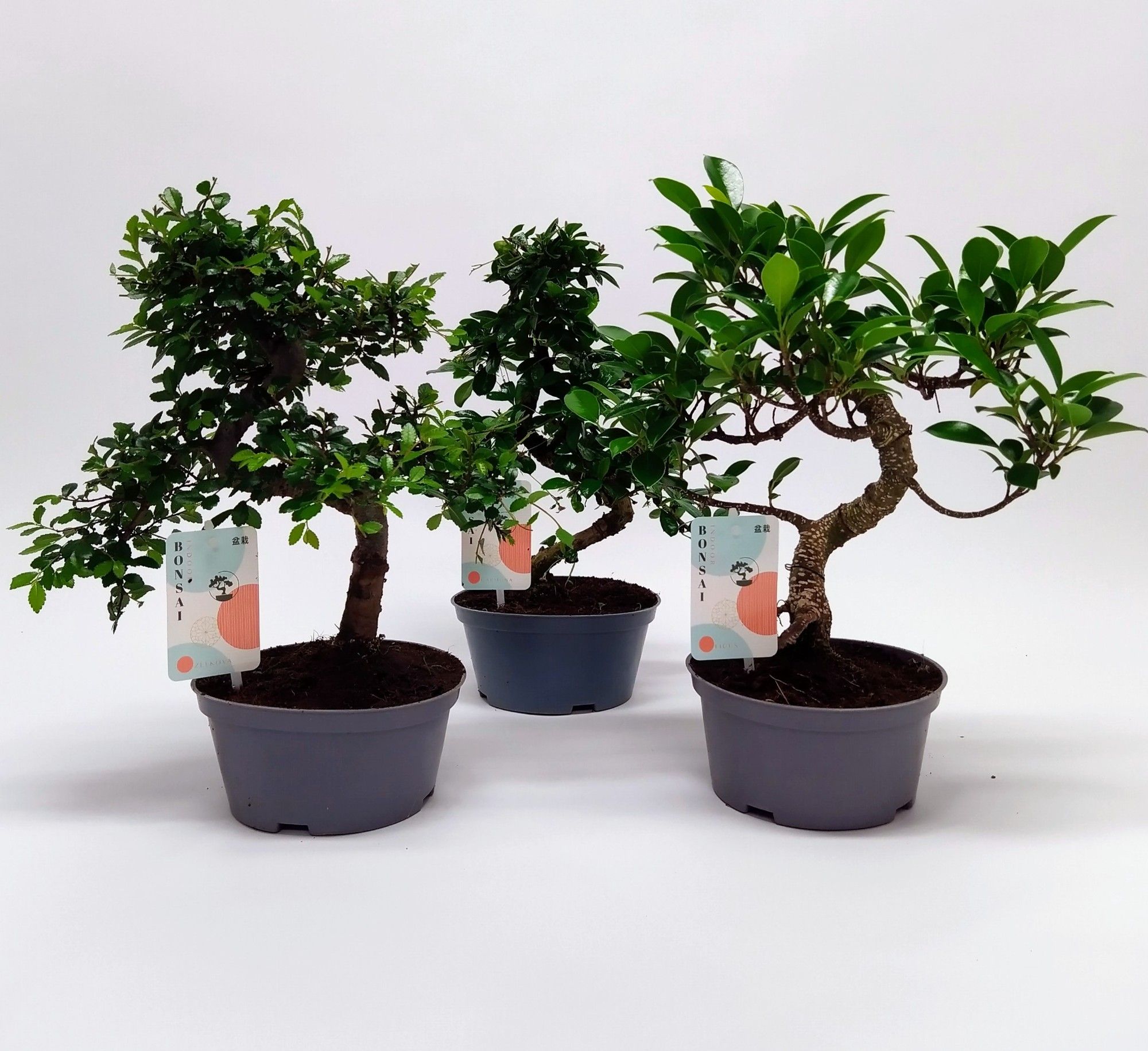 Горшечные цветы и растения оптом Bonsai Mix Teeltpot от 4шт из Голландии с доставкой по России