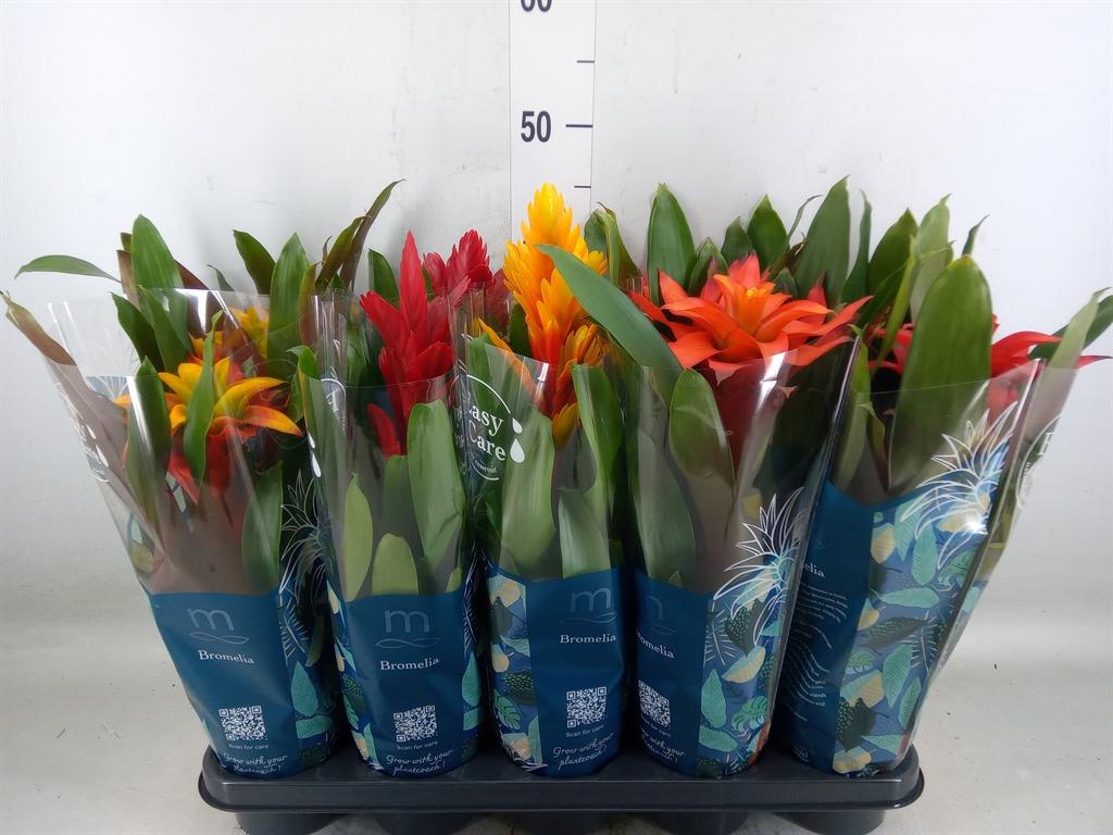 Горшечные цветы и растения оптом Bromelia   ...mix от 10шт из Голландии с доставкой по России