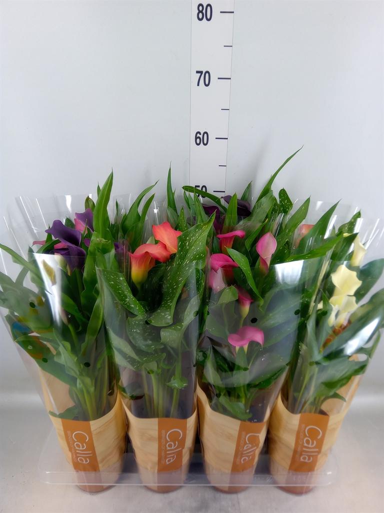 Горшечные цветы и растения оптом Zantedeschia   ...mix от 8шт из Голландии с доставкой по России