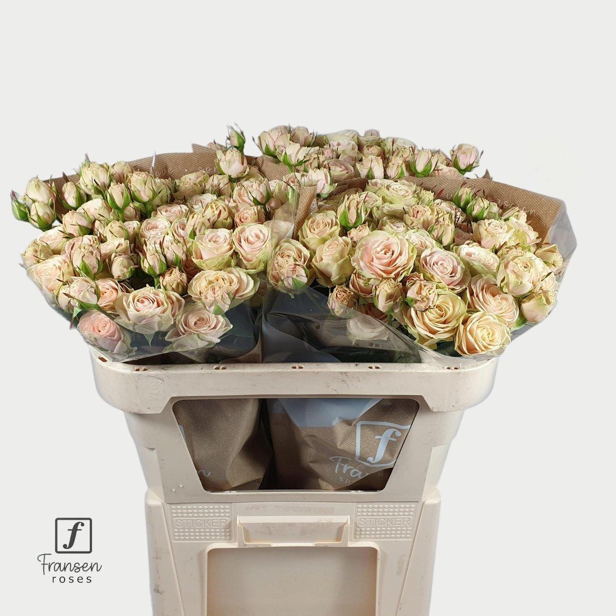 Срезанные цветы оптом Rosa spray whitney от 30шт из Голландии с доставкой по России