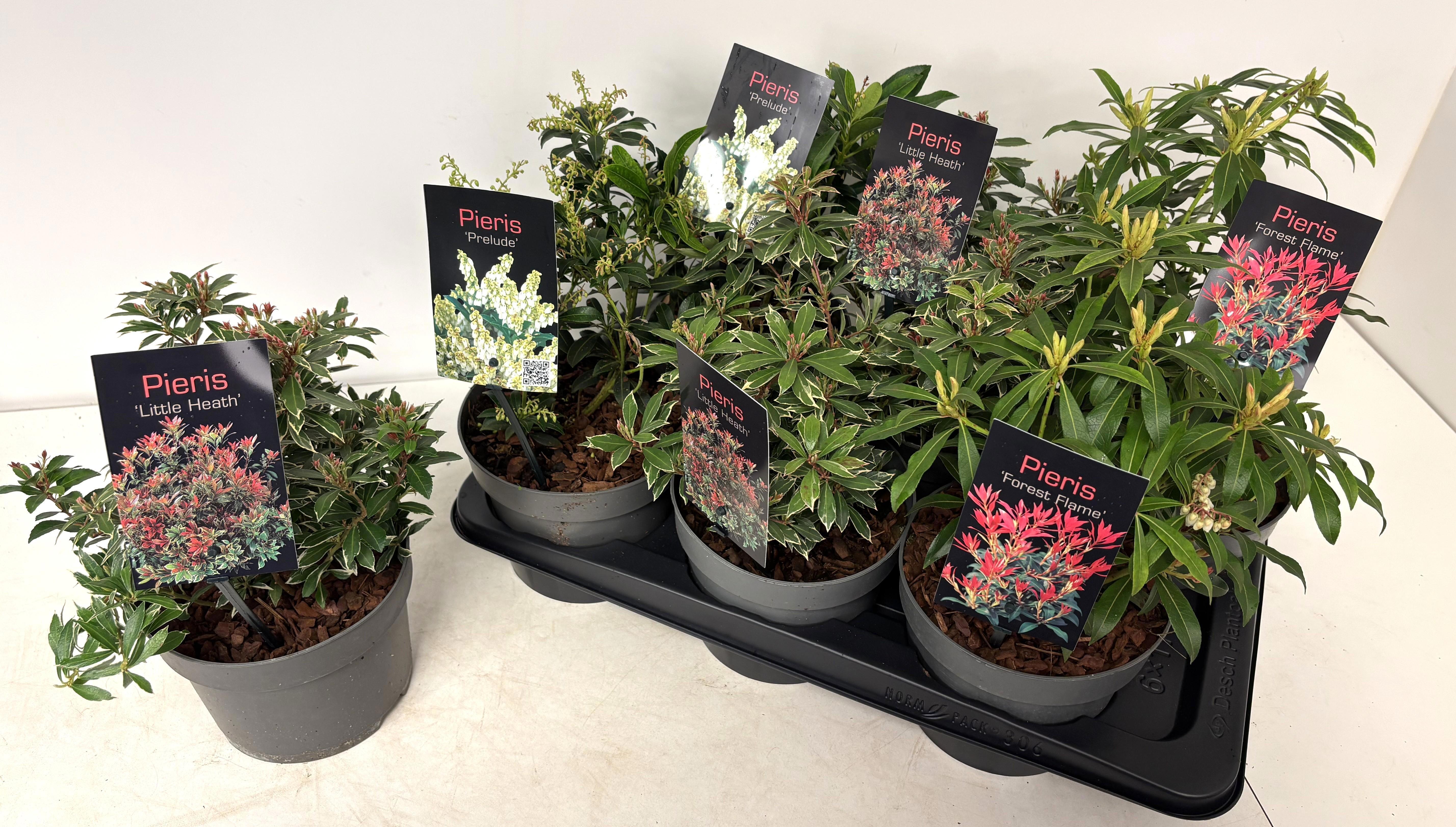 Горшечные цветы и растения оптом Pieris Ja Gem от 6шт из Голландии с доставкой по России Горшечные цветы и растения оптом Pieris Ja Gem от 6шт из Голландии с доставкой по России