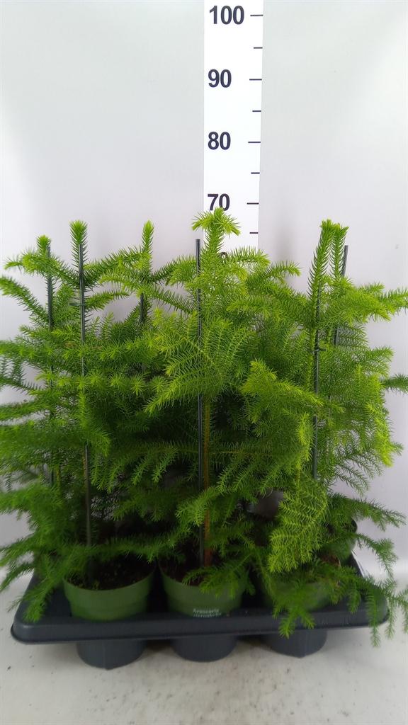 Горшечные цветы и растения оптом Araucaria Heterophylla от 7шт из Голландии с доставкой по России