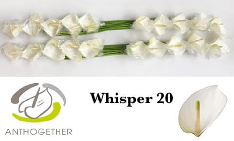 Срезанные цветы оптом Anthurium whisper от 20шт из Голландии с доставкой по России