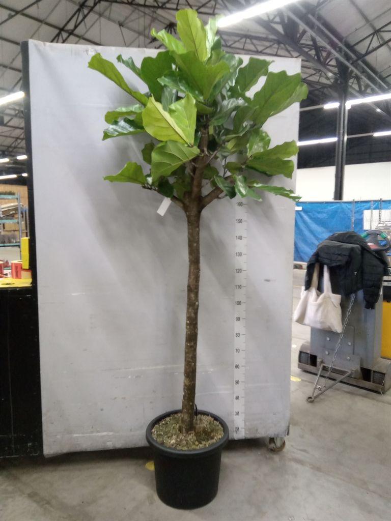 Горшечные цветы и растения оптом Ficus Lyrata от 1шт из Голландии с доставкой по России