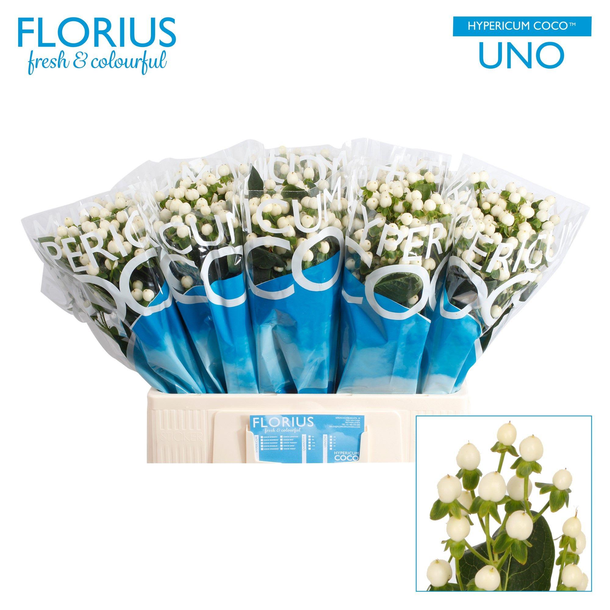 Срезанные цветы оптом Hypericum coco uno от 100шт из Голландии с доставкой по России