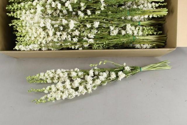 Срезанные цветы оптом Delphinium el guardian white от 40шт из Голландии с доставкой по России