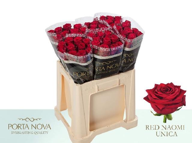 Срезанные цветы оптом Rosa large red naomi! Unica Porta Nova от 60шт из Голландии с доставкой по России