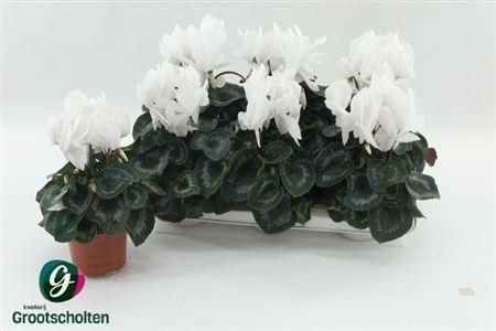 Горшечные цветы и растения оптом Cycl Gr Sup Vintro от 6шт (для телеги) из Голландии с доставкой по России