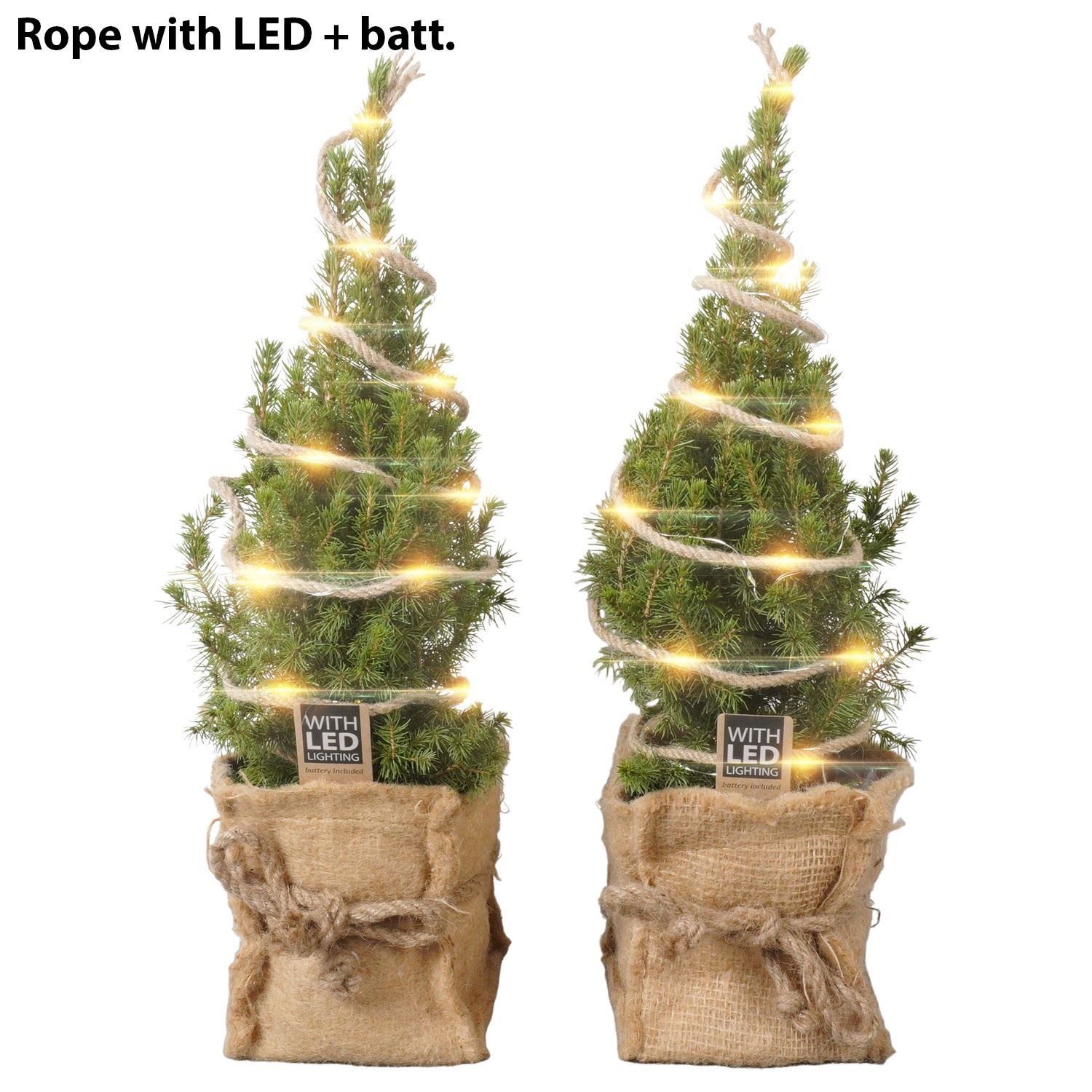 Горшечные цветы и растения оптом Ptk23342 Kerstboompjes Conica Red от 6шт из Голландии с доставкой по России