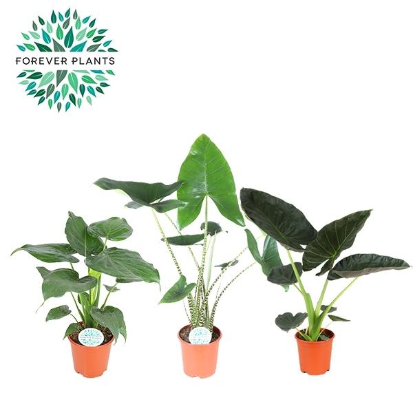 Горшечные цветы и растения оптом Alocasia Gem от 1шт (для телеги) из Голландии с доставкой по России