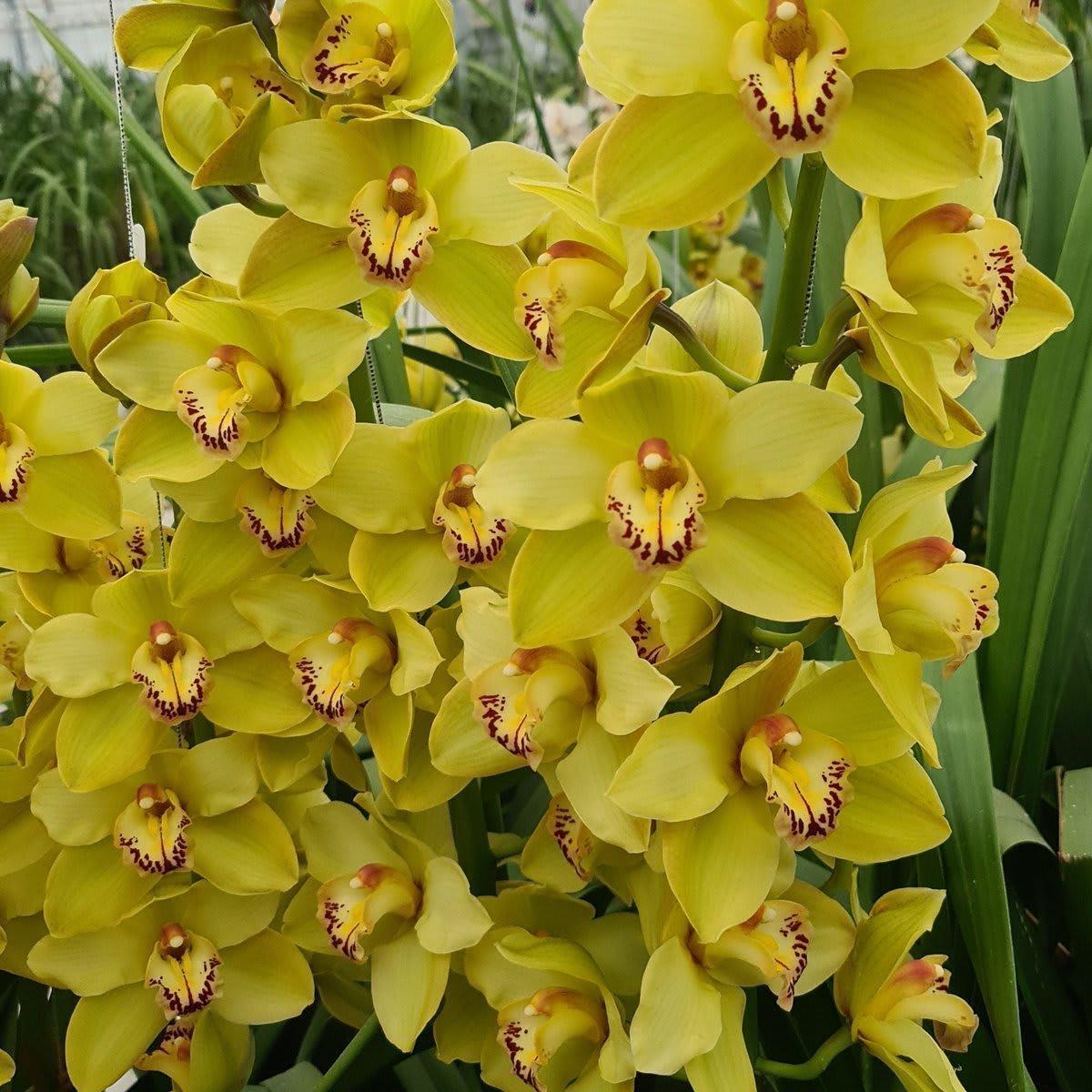 Срезанные цветы оптом Cymbidium green butterball от 10шт из Голландии с доставкой по России