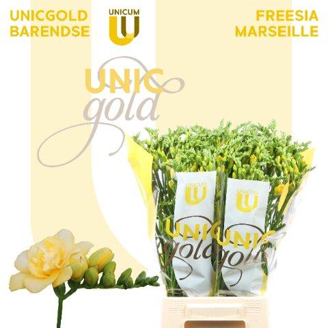 Срезанные цветы оптом Freesia do marseille от 50шт из Голландии с доставкой по России