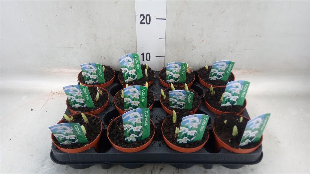 Горшечные цветы и растения оптом Galanthus Nivalis   ...in Pot от 12шт (для телеги) из Голландии с доставкой по России