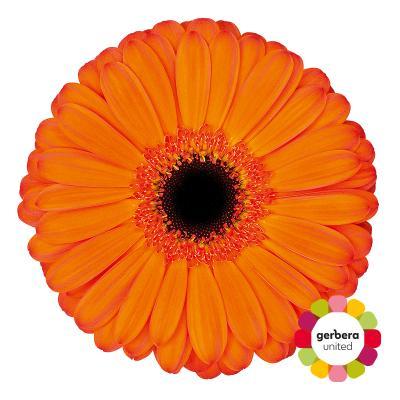 Срезанные цветы оптом Gerbera applause от 25шт из Голландии с доставкой по России