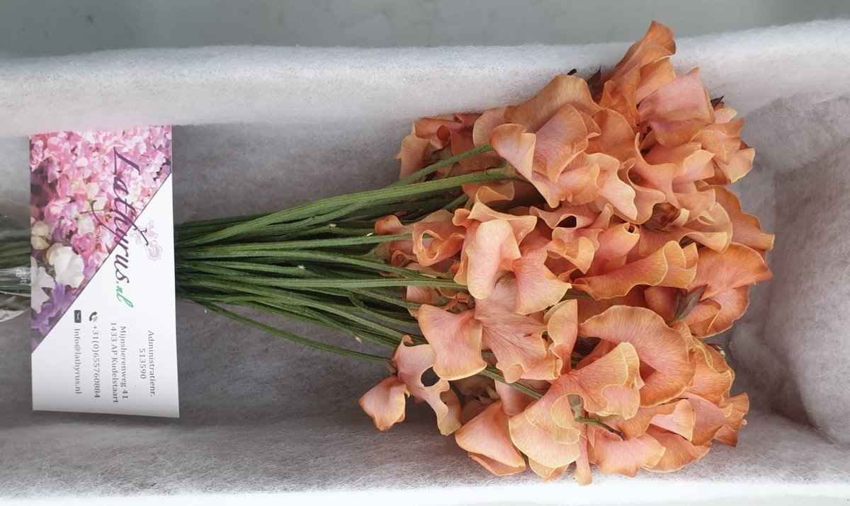Срезанные цветы оптом Lathyrus paint pompon magic от 100шт.. из Голландии с доставкой по России