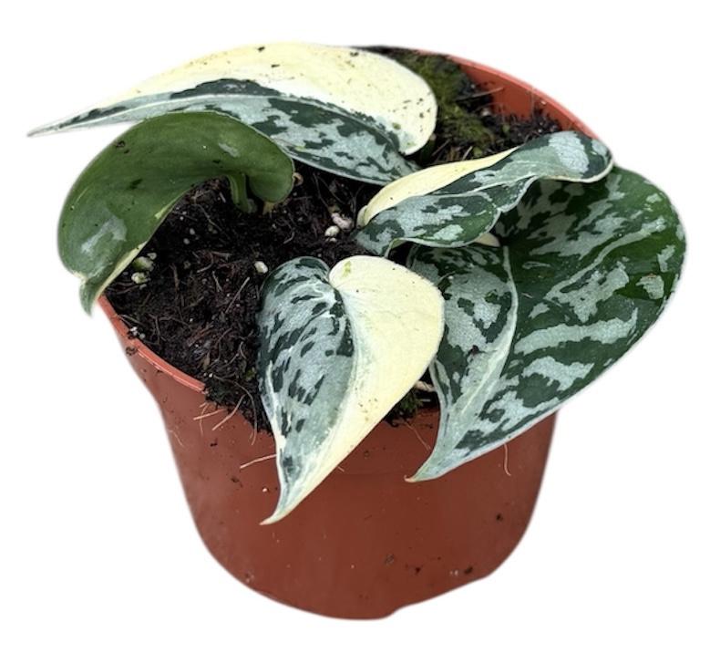 Горшечные цветы и растения оптом Scindapsus Mayari Variegata от 1шт из Голландии с доставкой по России