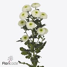 Срезанные цветы оптом Chrys sp daydream от 80шт из Голландии с доставкой по России