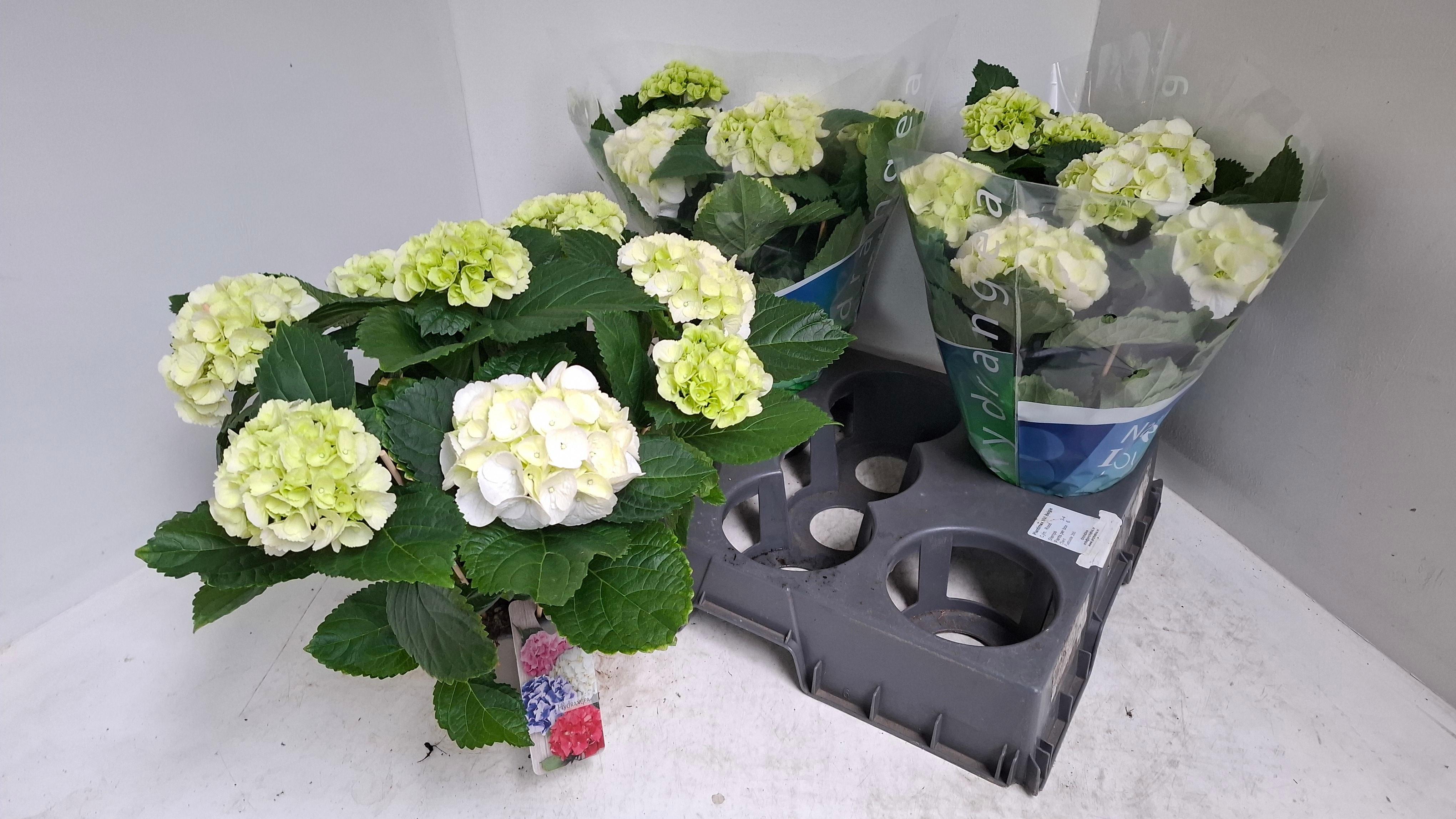 Горшечные цветы и растения оптом Hydrangea Ma Schneeball 9+ от 3шт из Голландии с доставкой по России