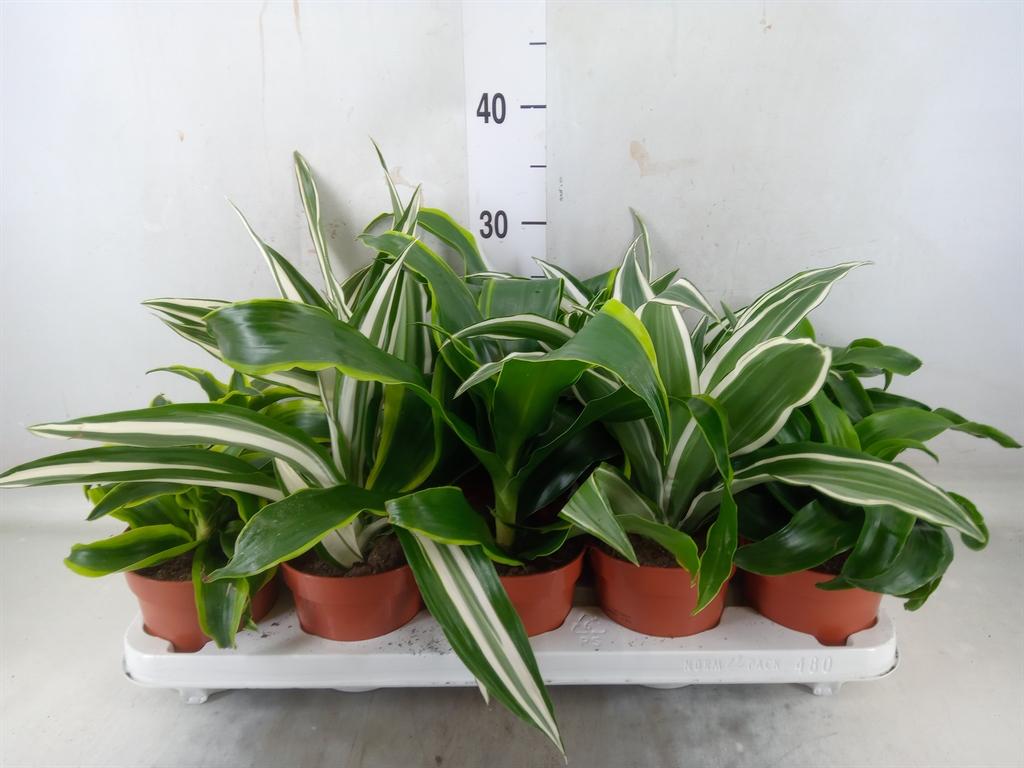 Горшечные цветы и растения оптом Dracaena   ...mix от 10шт из Голландии с доставкой по России